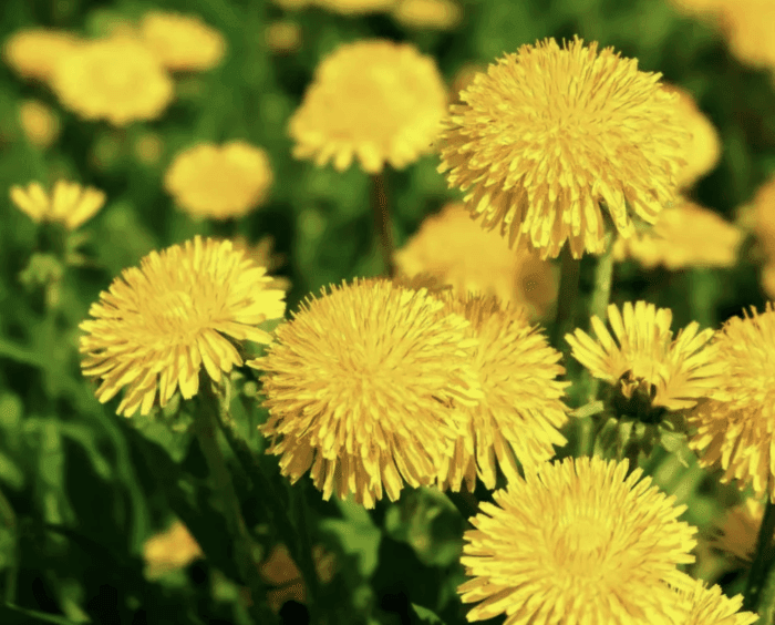 Тайная сила одуванчиков: природное золото в ваших руках!