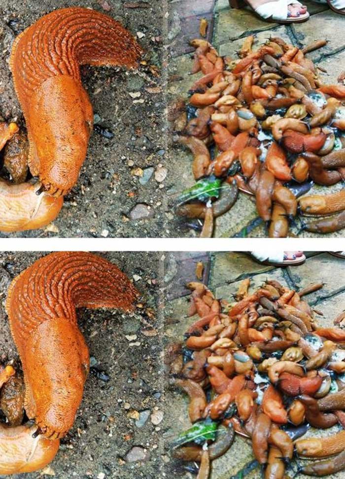 Слизни исчезли за 3 дня: дедовский способ, который спасает урожай лучше любой химии