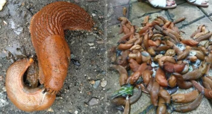 Слизни в огороде и защита растений натуральными средствами