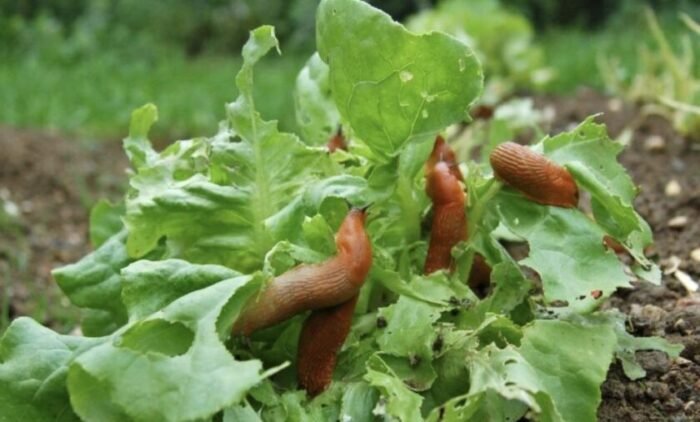 Приготовление чесночного раствора от вредителей