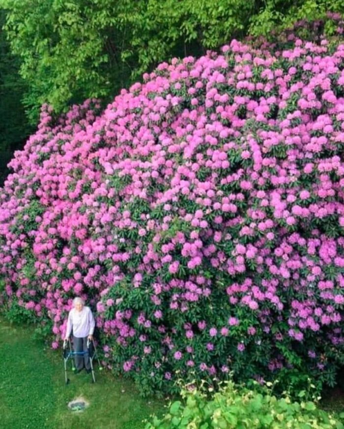 100-летний рододендрон и женщина, которая его посадила
